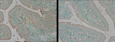 Anti-TNIK antibody used in IHC (Paraffin sections) (IHC-P). GTX13141